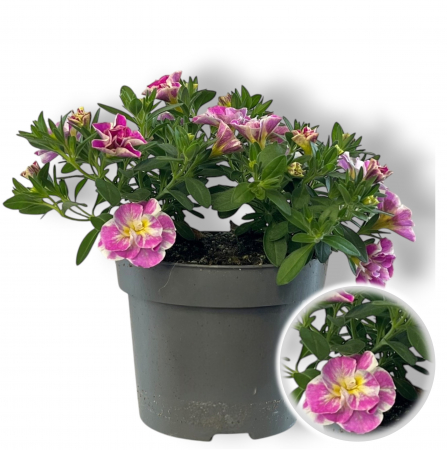Flori Gradina si Balcon - Calibrachoa Bicolor (20cm)