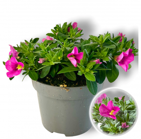 Flori Gradina si Balcon - Calibrachoa Roz (20cm) - XL