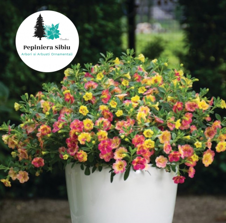 Flori Gradina si Balcon - Calibrachoa Dubla - Roz-Galeben (P12)