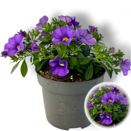Flori Gradina si Balcon - Calibrachoa Mov (20cm)