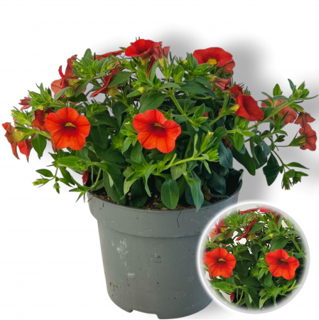 Flori Gradina si Balcon - Calibrachoa Portocaliu (20cm) - XL