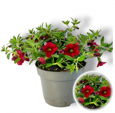 Flori Gradina si Balcon - Calibrachoa Rosu (20cm)