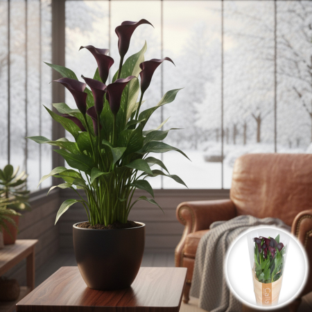Zantedeschia - Calla - Zantedeschia Mov Inchis