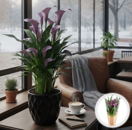 Zantedeschia - Calla - Zantedeschia Mov