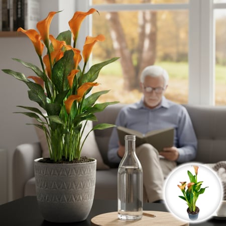Plante Interior - Calla - Zantedeschia Portocalie