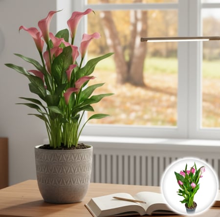 Plante Interior - Calla - Zantedeschia Roz
