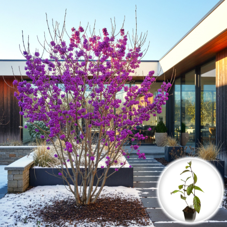 Callicarpa - callicarpa-bodinieri-profusion-arbust-ornamental-pepiniera-sibiu