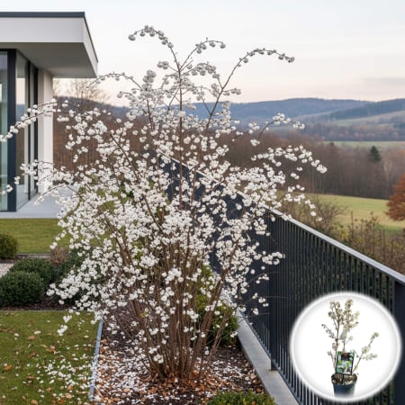 Plante Decorative - Callicarpa Magical Snowstar - 70cm