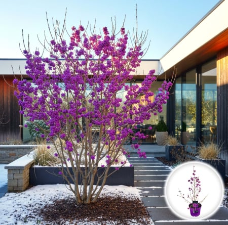 Callicarpa - Callicarpa Profusion - 60cm+