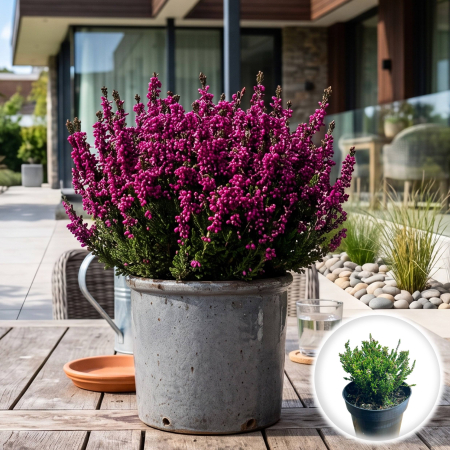 Flori Gradina si Balcon - calluna-vulgaris-dark-beauty-iarba-neagra-pepiniera-sibiu