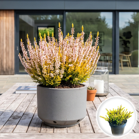 Flori Gradina si Balcon - calluna-vulgaris-gold-haze-iarba-neagra-aurie-pepiniera-sibiu