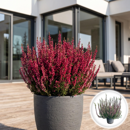 Flori Gradina si Balcon - calluna-vulgaris-garden-girls-red-iarba-neagra-pepiniera-sibiu