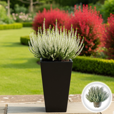 Plante Decorative - Calluna V. - Alba - C2