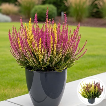 Flori Gradina si Balcon - Calluna V. -  Bicolor