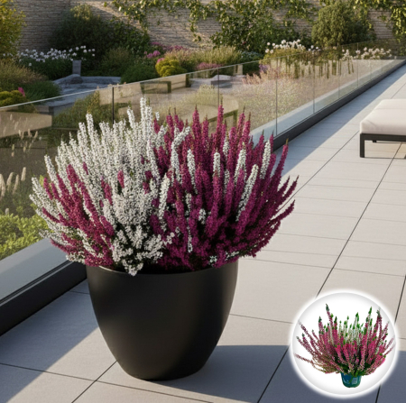 Flori Gradina si Balcon - Calluna V. -  Bicolor