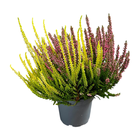 Calluna V. -  Bicolor [1]