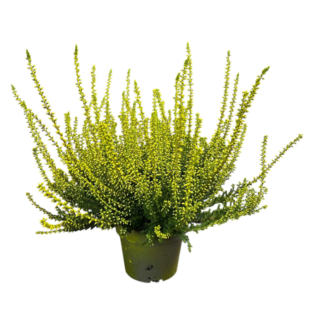 Calluna Picasso - Galben [1]