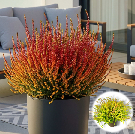 Flori Gradina si Balcon - Calluna V. - Wickwar Flame