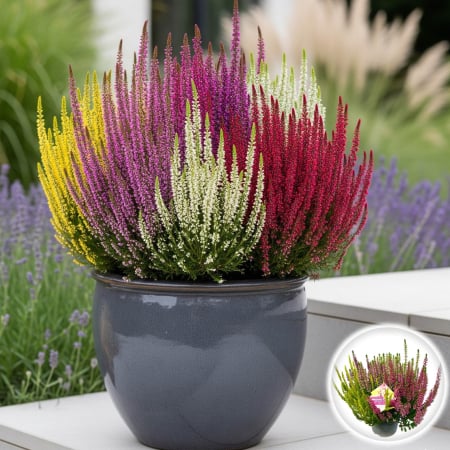 Plante Decorative - Calluna V. -  High Five