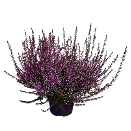 Calluna Picasso - Mov [1]