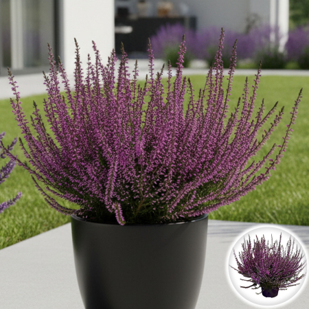 Flori Gradina si Balcon - Calluna Picasso - Mov