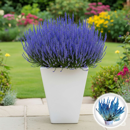 Flori Gradina si Balcon - Calluna Picasso - Albastru