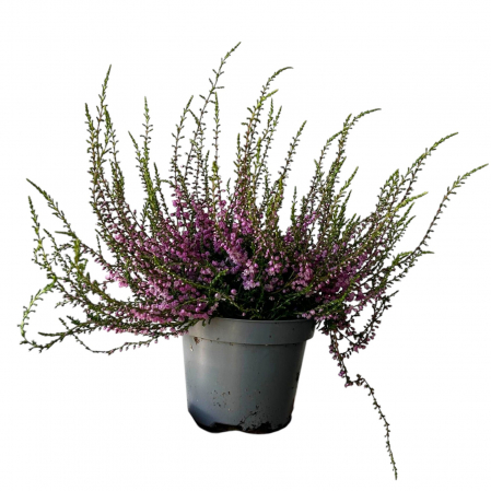 Calluna V. - Roz - C2 [1]