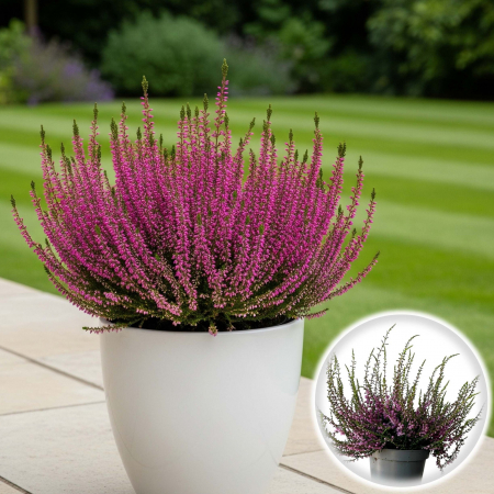 Flori Gradina si Balcon - Calluna V. - Roz - C2