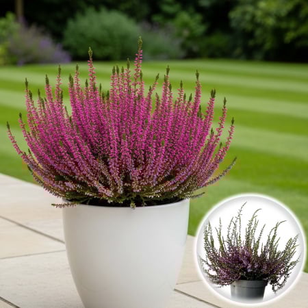 Plante Decorative - Calluna V. - Roz - C2