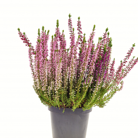 Calluna V. - Roz - C2 [2]