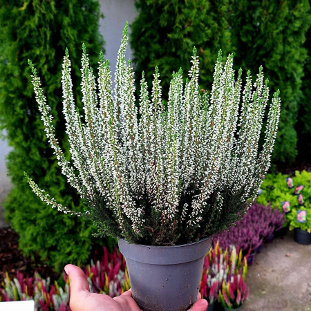 Calluna V. - Alba - C2 [2]