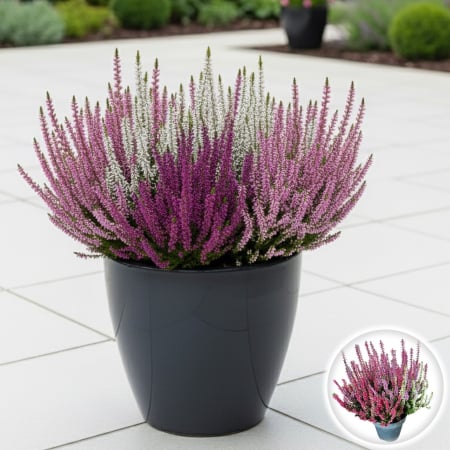 Flori Gradina si Balcon - Calluna V. -  Trio-Mix