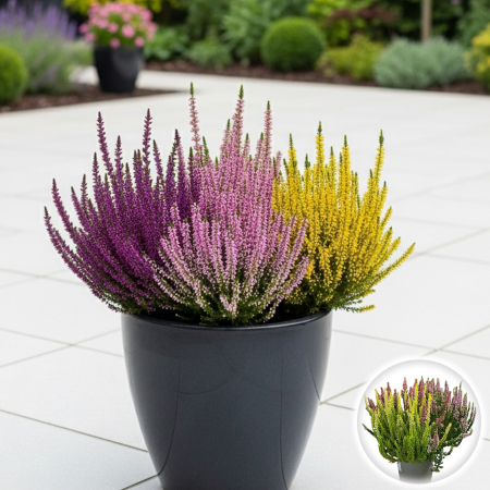 Flori Gradina si Balcon - Calluna V. -  Trio-Mix