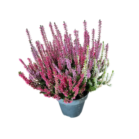 Calluna V. -  Trio-Mix [1]