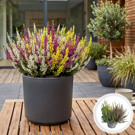 Flori Gradina si Balcon - Calluna Trio Girl Calluna vulgaris planta tricolora alb galben purple ghiveci Pepiniera Sibiu