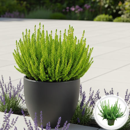 Flori Gradina si Balcon - Calluna Picasso - Verde