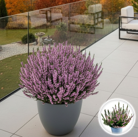 Flori Gradina si Balcon - Calluna V. - WiBos Twin