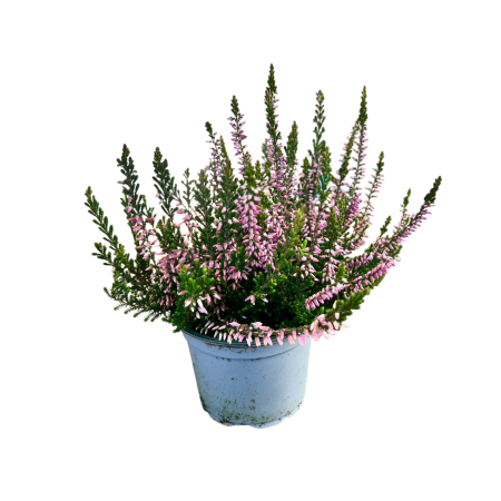 Calluna V. - WiBos Twin [1]