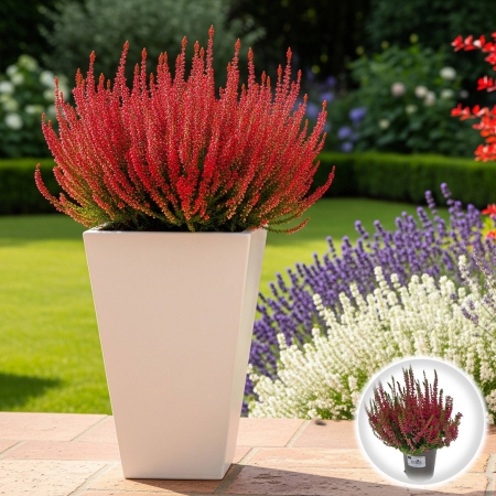 Flori Gradina si Balcon - Calluna V. - Wickwar Flame - C2
