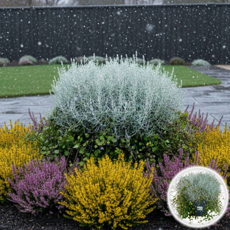 Plante Decorative - Calocephalus brownii