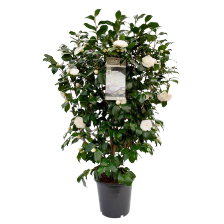 Camelia J. Alba - Centifolia - 120cm [1]