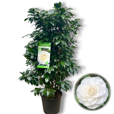 Camelia - Camelia J. Alba - Matterhorn - 120cm