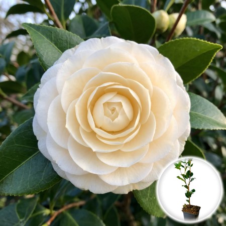 Camelia - camelia-japonica-dahlonega-arbust-ornamental-pepiniera-sibiu