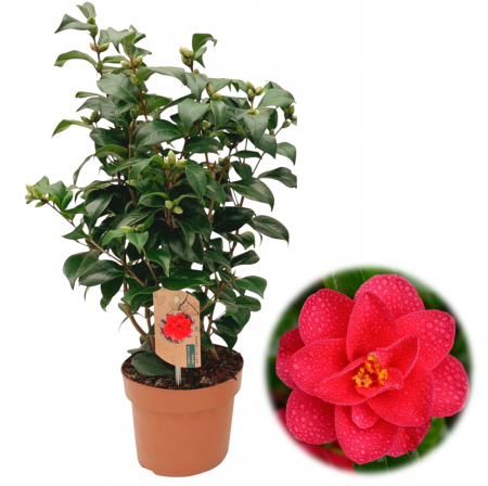 Camelia - Camelia R. Rosu - Mary williams