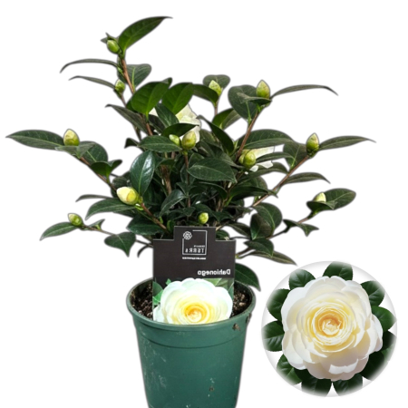 Camelia - camelia-japonica-dahlonega-galben-crem-pepiniera-sibiu