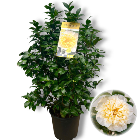 Camelia - Camelia J. Galbena - Jury's Yellow - 120cm