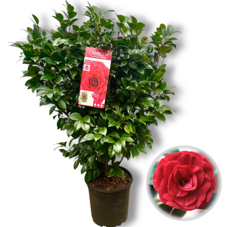 Camelia J. Rosu - Black Lace - 120cm [1]
