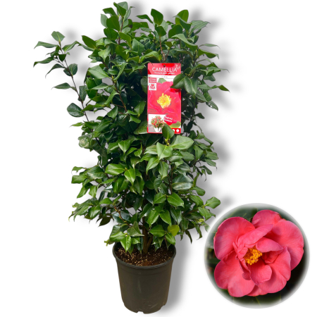 Camelia - Camelia J. Rosu - Dr. King - 120cm