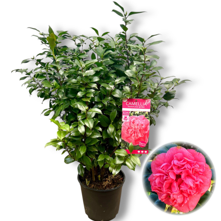 Camelia - Camelia J. Roz - Marie Bracey - 120cm