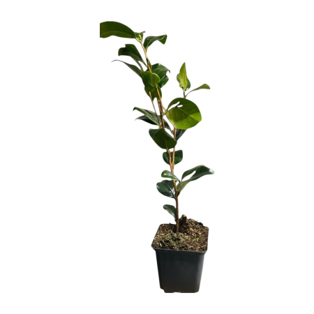 camelia-japonica-mary-williams-arbust-vesnic-verde-pepiniera-sibiu [3]